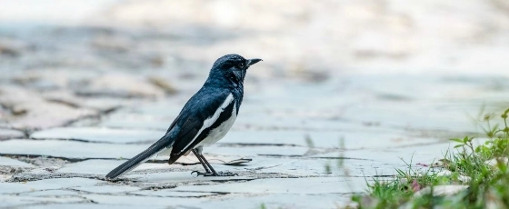 Birds and animals Birds and animals